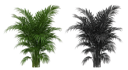 Ai generated image of a lush green areca palm plant and its black silhouette isolated on transparent background