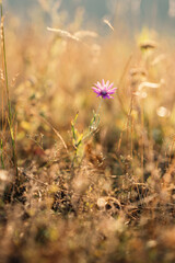 A delicate pink flower stands proudly amidst golden grasses, embodying nature's beauty and resilience.