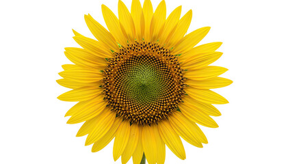 Fototapeta premium Ai generated image of bright yellow sunflower isolated on a transparent background