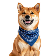 A happy Shiba Inu dog wearing a blue patterned bandana looking at the camera with its mouth open isolated on transparent background. PNG die-cut for advertising