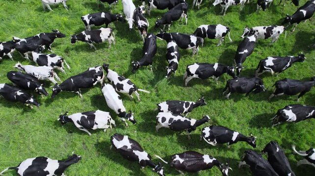 Aerial view of a large herd of black and white cows grazing and walking on a lush green field. Peaceful rural scene showcasing dairy cattle in motion under natural daylight. 4k footage