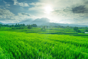 Fototapeta premium Beautiful morning view indonesia panorama landscape paddy fields with beauty color and sky natural light
