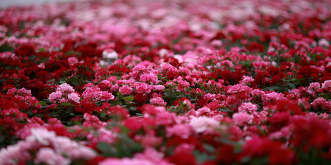 Close Up View of a Lush Field of Pink and Red Roses