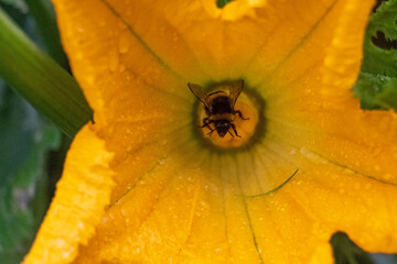 pumpkin with dew drops