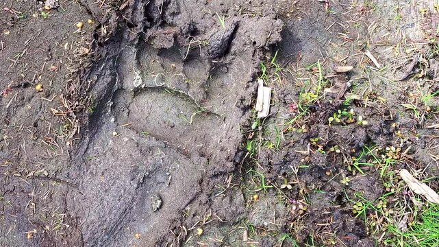 Overhead of a large bear footprint pressed into soft mud surrounded by leaves and twigs