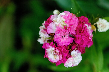 pink and white flowers