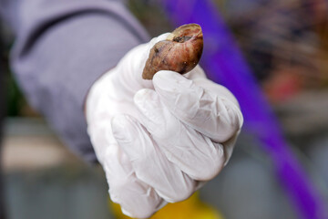 Selective Focus Of Hands Carefully Holding Snail