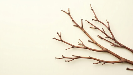 Obraz premium dry brown branches arranged diagonally on a smooth cream background, emphasizing natural textures and negative space for a calm, earthy aesthetic