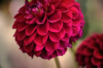 pink dahlia flower