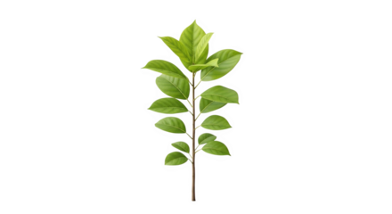 Ai generated image of a single green plant stem with multiple leaves, isolated on white isolated on transparent background