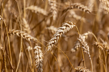 field of wheat