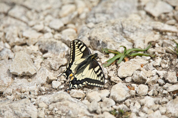 Schwalbenschwanz,Schmetterling