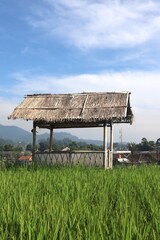 A Small Hut In The Middle Of A Rice Field With A Clear Sky