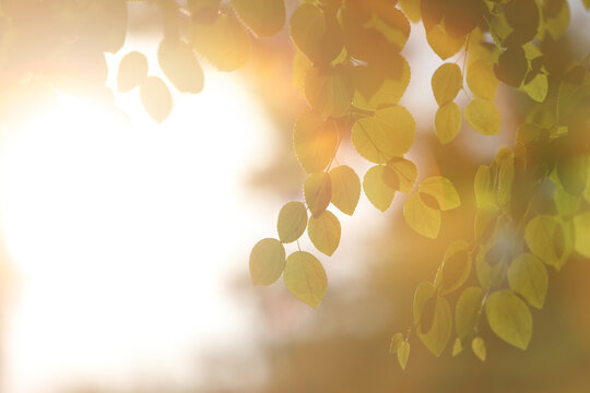The morning sunlight shining brightly through the trees in the forest, the green leaves, a beautiful natural background for comfortable relaxation and healing.

