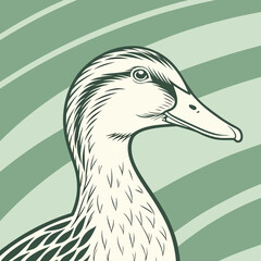 duck isolated on white