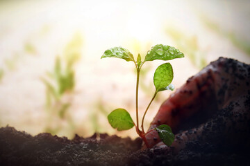 Farmer's hands planting organic sprout seedlings in field, fresh crops and fertile soil background...