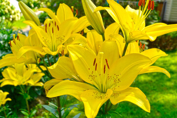 Obraz premium yellow lily blooms in the garden
