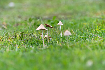 芝生の中にキコガサタケが生えている風景