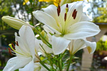 white lily blooms in the garden