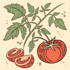 hand drawn tomato