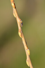 Golden weeping willow branch with buds - Latin name - Salix alba subsp. vitellina Pendula