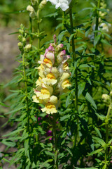 Snapdragon flowers - Latin name - Antirrhinum majus