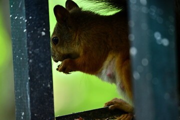 A red wild squirrel sits in a feeder and gnaws on a nut.