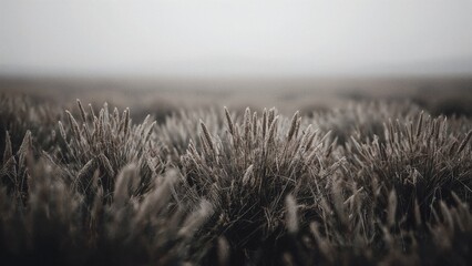 Misty Moody Grass Field Landscape with Texture in Autumn Nature Photography Background