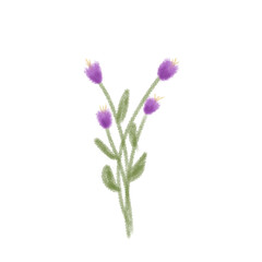 Simple Hand-Drawn Lavender-Like Flowers on Transparent Background. Perfect for digital use in greeting cards, scrapbooking, stickers, and spring designs