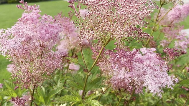 Pink dropwort flowers of filipendula rubra, queen-of-the-prairie pink blooming clouds. Beautiful color meadow flowers in landscape gardening, wild flowers in garden
