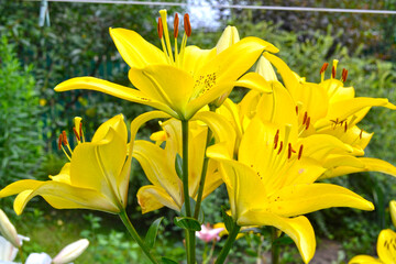 Obraz premium yellow lily blooms in the garden