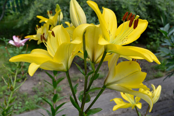 yellow lily blooms in the garden