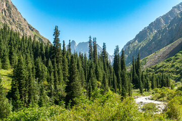 Lush evergreen forest covers a mountain valley, surrounded by steep rocky cliffs, flowing river, distant snow capped summits, bright sunlight, perfect for mountaineering and wilderness journeys
