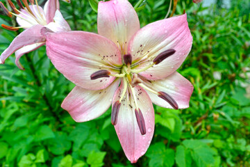 pink lily blooms in the garden
