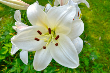 Obraz premium white lily blooms in the garden
