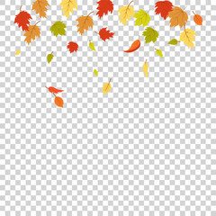 Falling leaves Autumn foliage Colorful tree leaves on transparent background Autumn illustration Vector