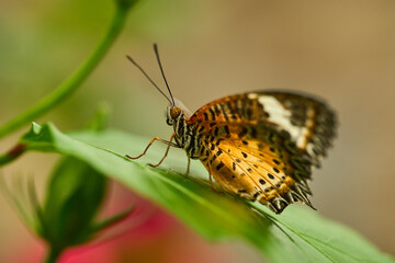 Leopard Lacewing butterfly on leaf