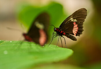 Pink Cattleheart butterflies on leaf