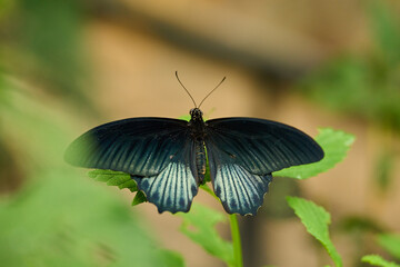 Great Mormon butterfly on leaf