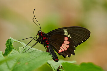 Pink Cattleheart butterfly on leaf