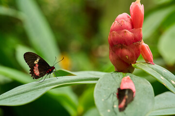 Pink Cattleheart and spiral ginger flower