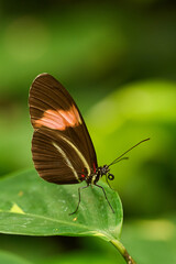 Pink Cattleheart on green leaf