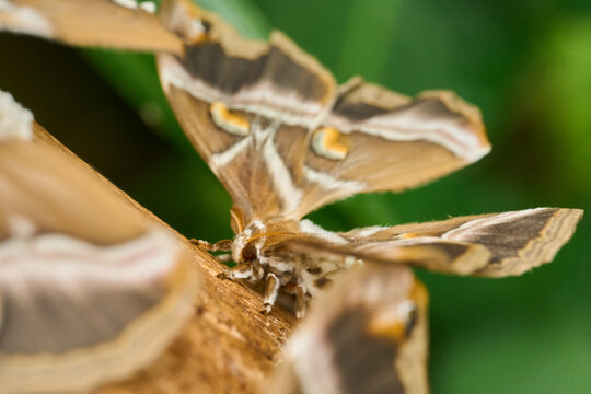 Detailed ailanthus silkmoth on tree bark