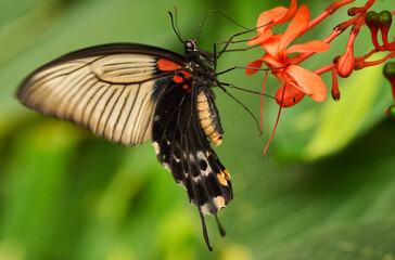 Great Mormon butterfly on orange bloom
