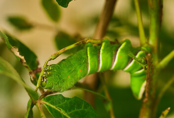 Swallowtail caterpillars on citrus leaves