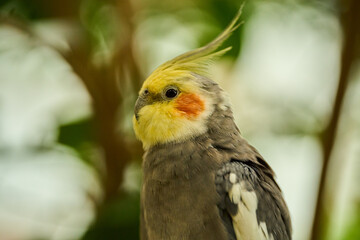 Cockatiel resting on branch