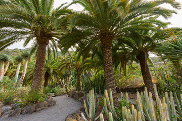 Fototapeta premium Palm trees along rocky path in ravine