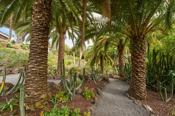 Obraz premium Palm trees along rocky path in ravine