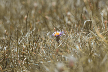 View of a solitary purple flower with a yellow center stands out amidst the dry, golden field, a subtle splash of color in the landscape, Ortisei, Trentino-Alto Adige, Italy.