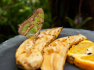 Malachite butterfly feeding on fruit